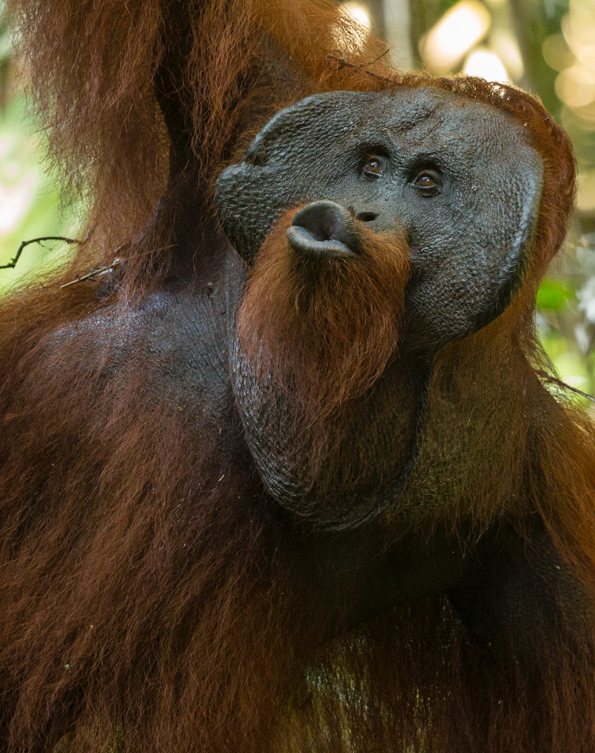  Save Wild Orangutans  Conservation Research Education